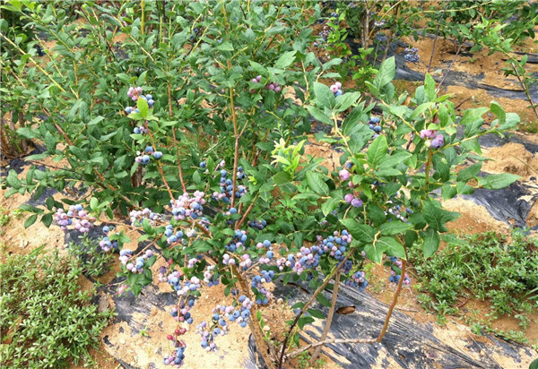 藍莓樹圖片